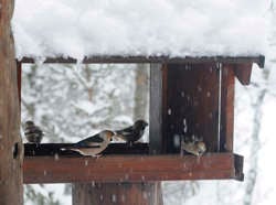 Fôringsbrett bør ha tak over for å beskytte maten mot regn og snø. Åpningene på sidene må være så store, som her, at fuglene har god utsikt og kan oppdage eventuelle fiender. Fuglene på brettet er kjernebitere.