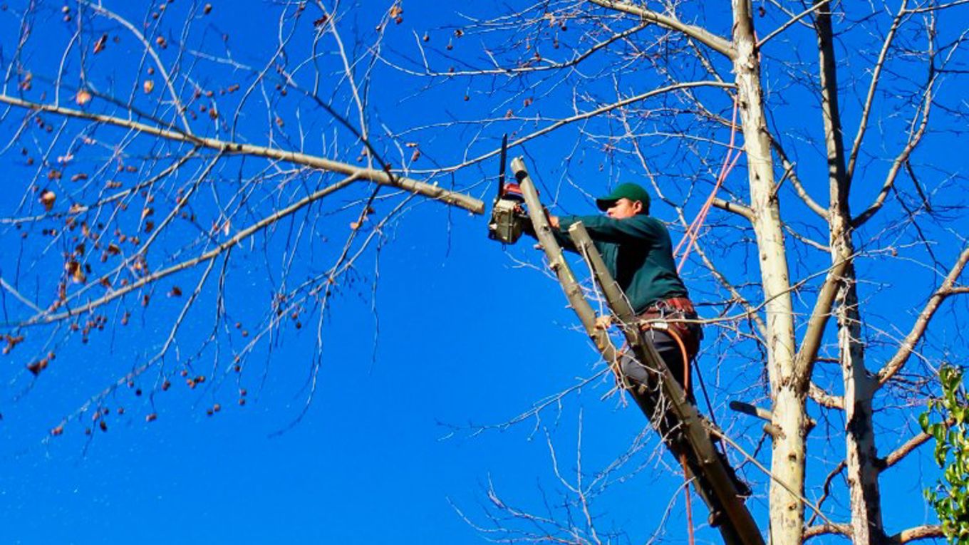 Person står på stige og bruker motorsag til å sage greiner av et tre under klar blå himmel.