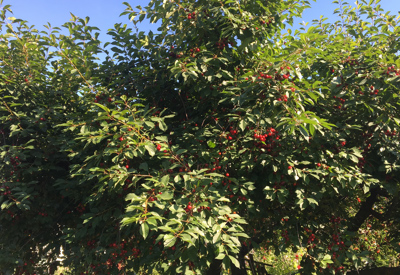 Vi dyrker i hovedsak to typer kirsebær i Norge; surkirsebær og søtkirsebær (også kalt moreller), og de har forskjellige egenskaper.