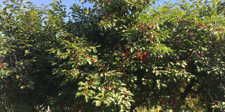 Vi dyrker i hovedsak to typer kirsebær i Norge; surkirsebær og søtkirsebær (også kalt moreller), og de har forskjellige egenskaper.