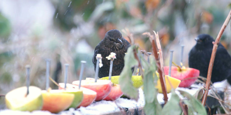 På vinteren er det kamp for livet der ute, så sett ut mat til småfuglene, oppfordrer Spange.