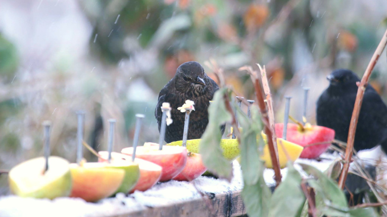 På vinteren er det kamp for livet der ute, så sett ut mat til småfuglene, oppfordrer Spange. 