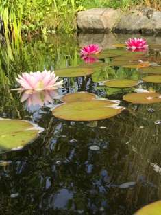 Om sommeren er vannliljene et vakkert skue: Foto:Privat