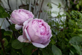 CONSTANCE SPRY: En gjenblomstrende rose. De store bladrike rosa blomstene minner mye om peoner.