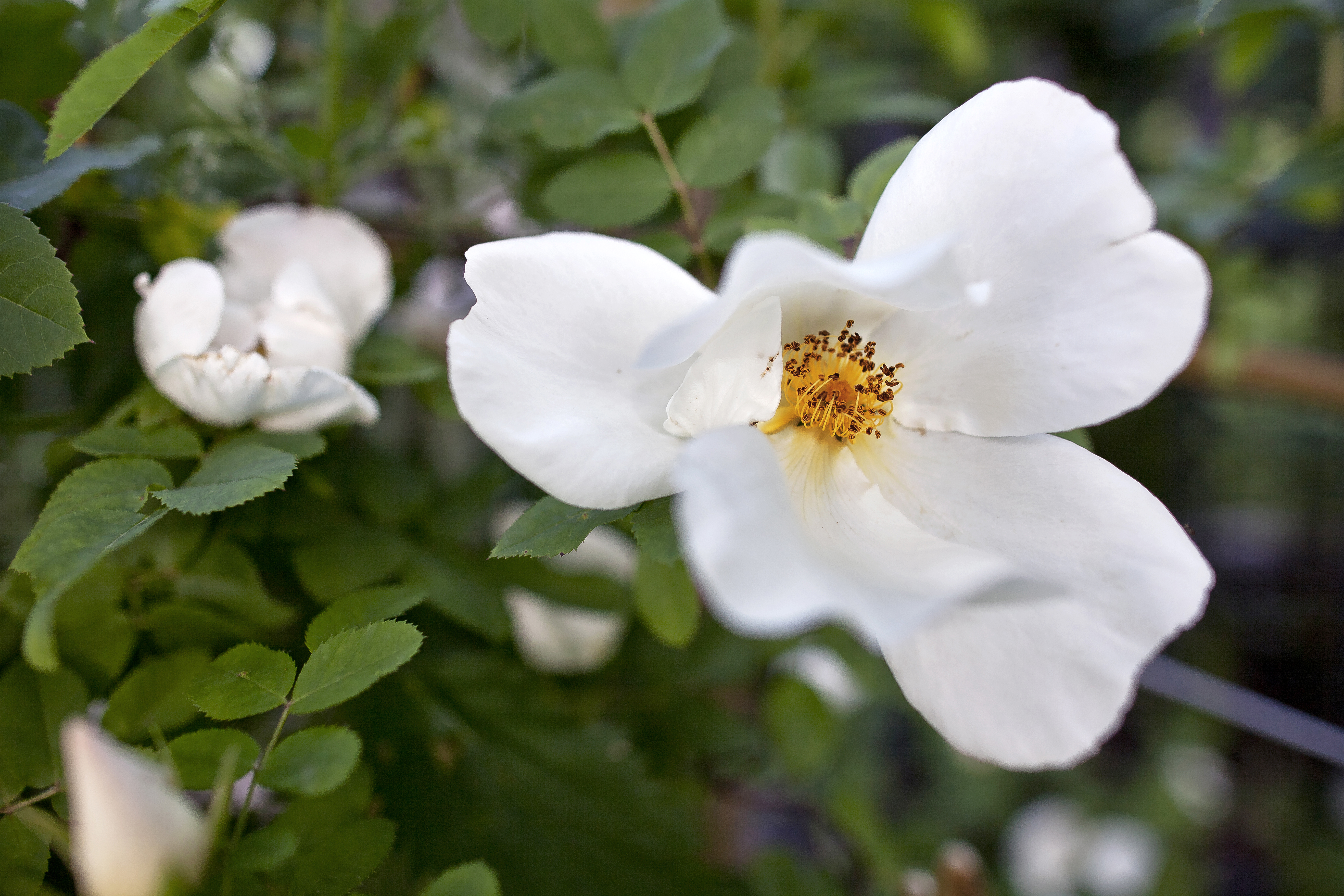NEVADA: Denne rosen ble krysset frem av den spanske roseteknikeren Pedro Dot i 1927. Nevada betyr snødekket, og blir en busk med lett duftende hvite roser.
