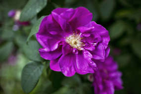 ROSA GALLICA OFFICINALES: Stammer fra 1400-tallet og er en av de viktige historiske rosene. Den blir karakterisert som en herdig rose.