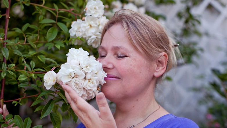 Noen roser ser ut som epleblomster. og de er faktisk i slekt.