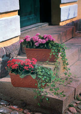 Balkongkasser plantasjen Balkongkasser plantasjen