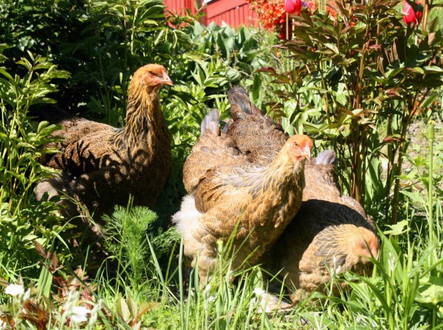 Høner i hagen