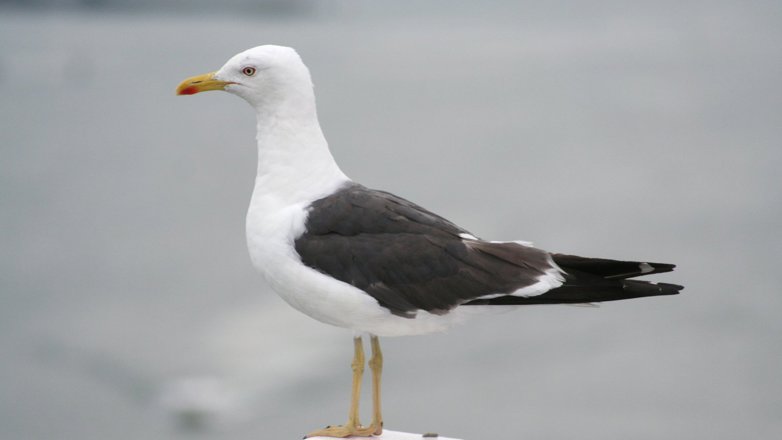 Måke