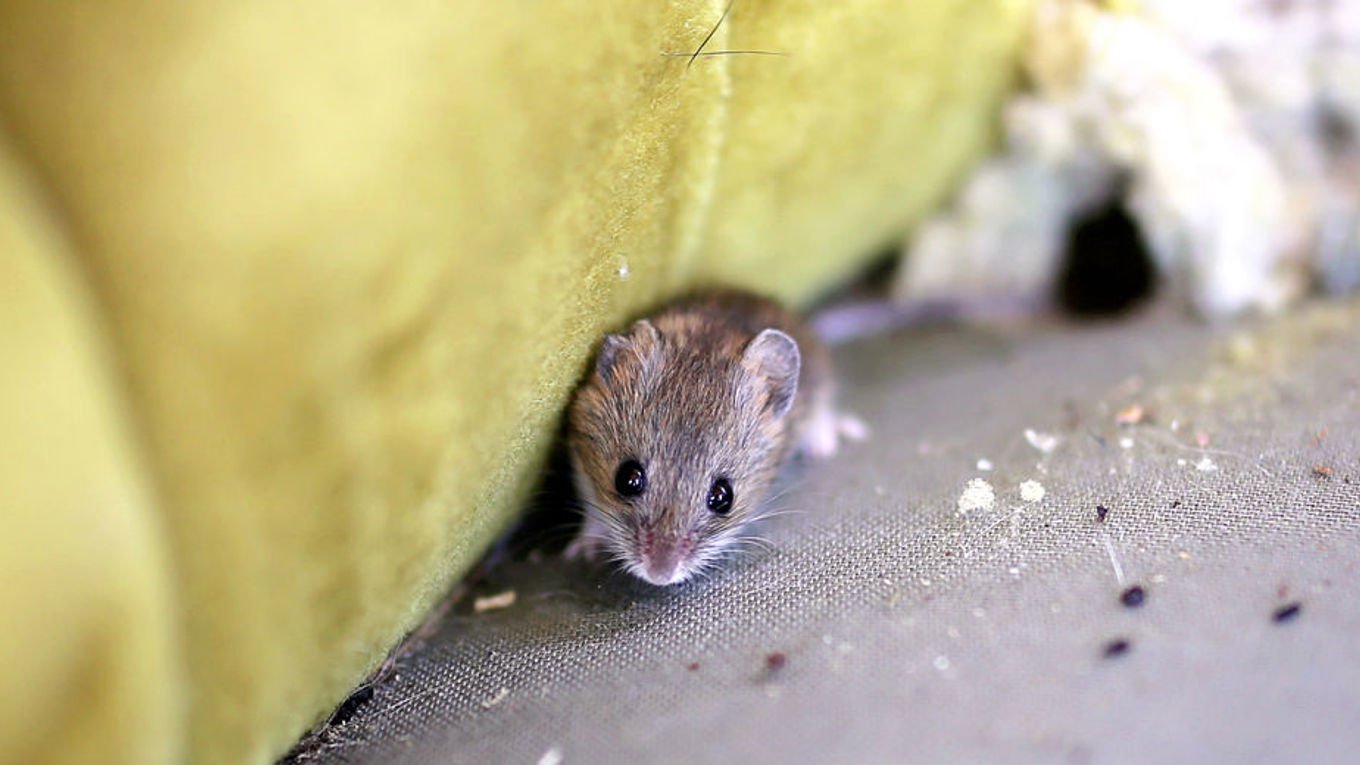 En liten mus og muselort