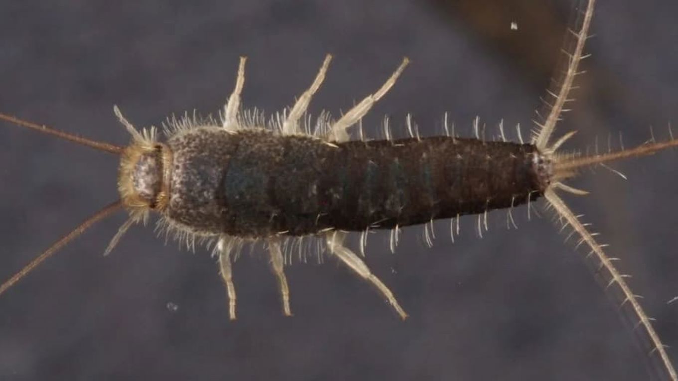 Nærbilde av skjeggkre