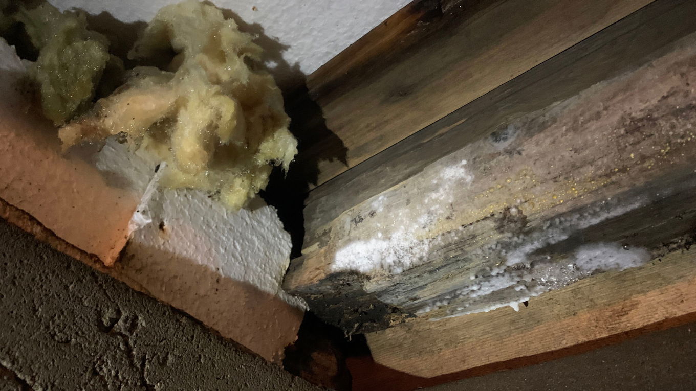 Soppvekst i krypkjeller