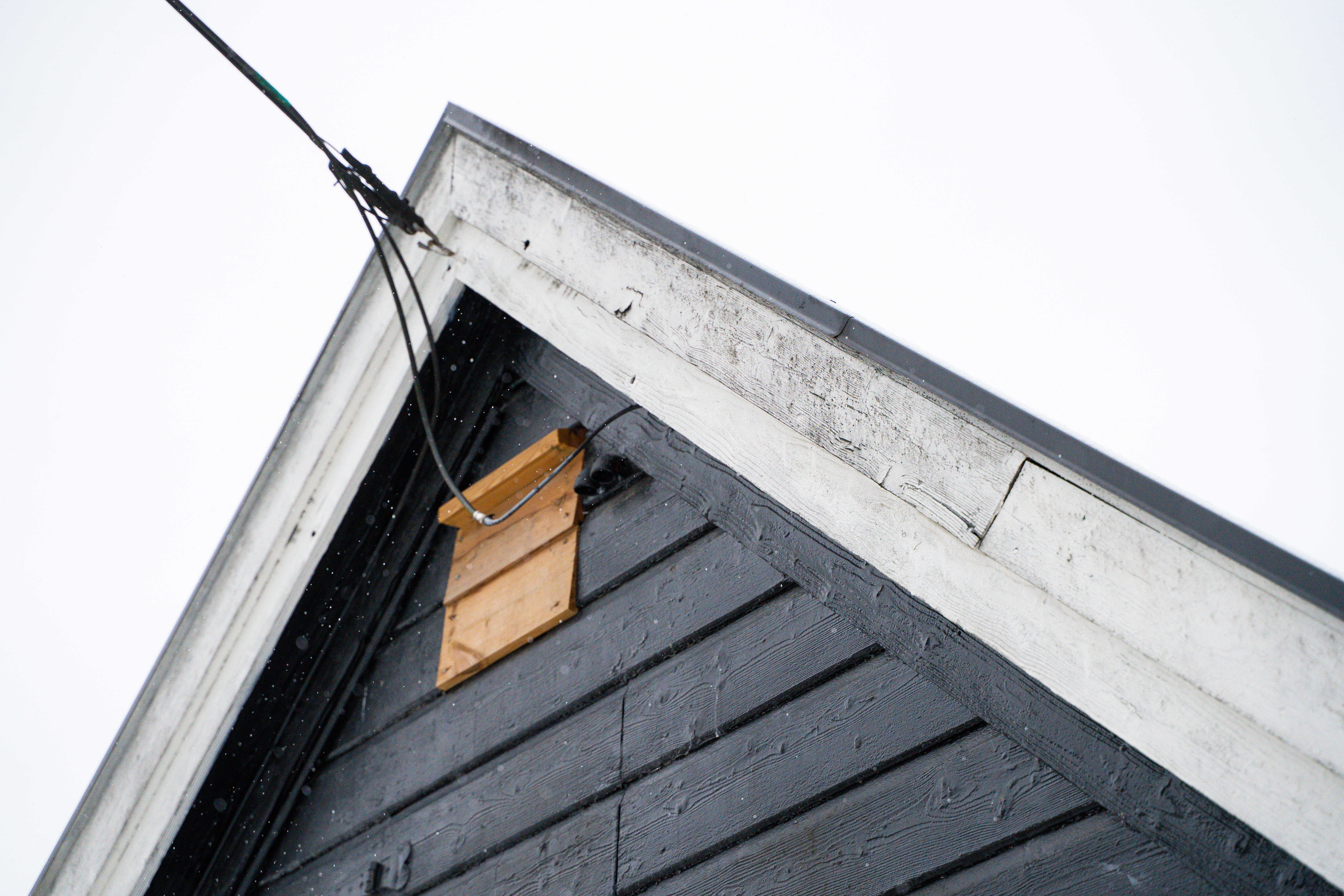 Et takmøn med tydelig svertesopp