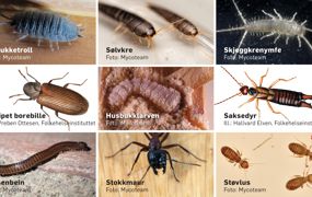 Tenk på disse insektene som reddende engler. Finner du slike i boligen din, vil det kunne være en indikasjon på fukt.