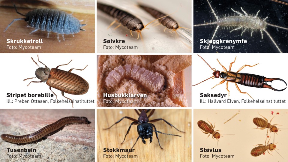 Tenk på disse insektene som reddende engler. Finner du slike i boligen din, vil det kunne være en indikasjon på fukt.