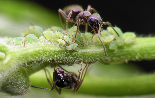 Det er flere grunner til at mauren kommer inn i husene våre tidlig på våren. Hovedårsaken er at den våkner såpass tidlig på året at det er vanskelig for den å finne mat ute i naturen.