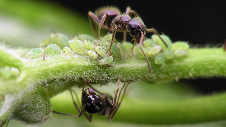 Det er flere grunner til at mauren kommer inn i husene våre tidlig på våren. Hovedårsaken er at den våkner såpass tidlig på året at det er vanskelig for den å finne mat ute i naturen. 