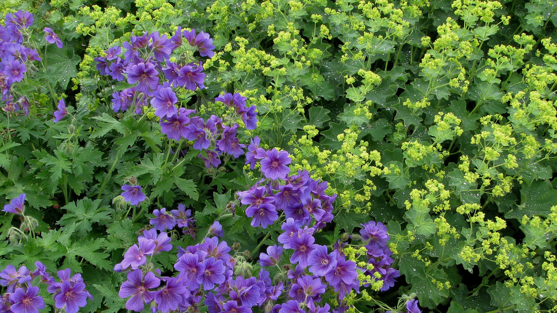 Dekkende Planter