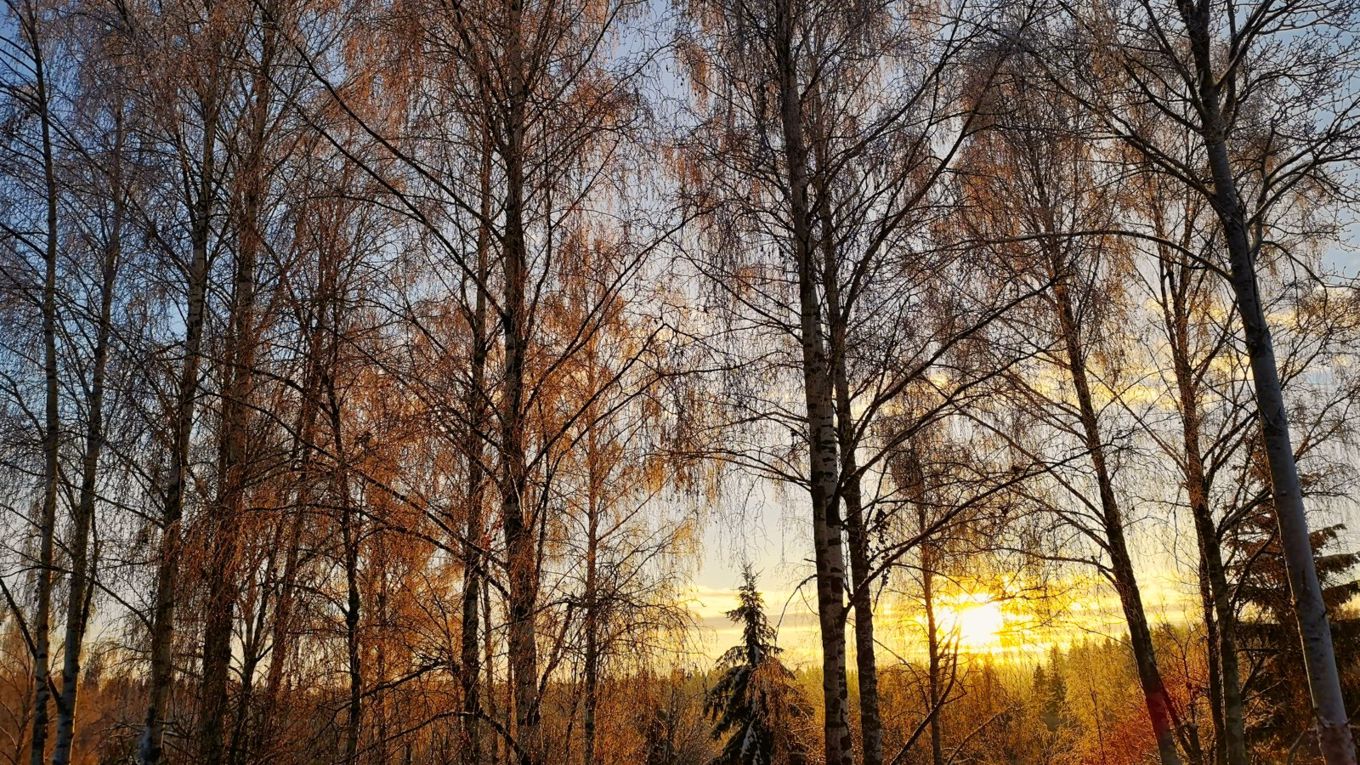 Mange trær i en skog, i solnedgangen