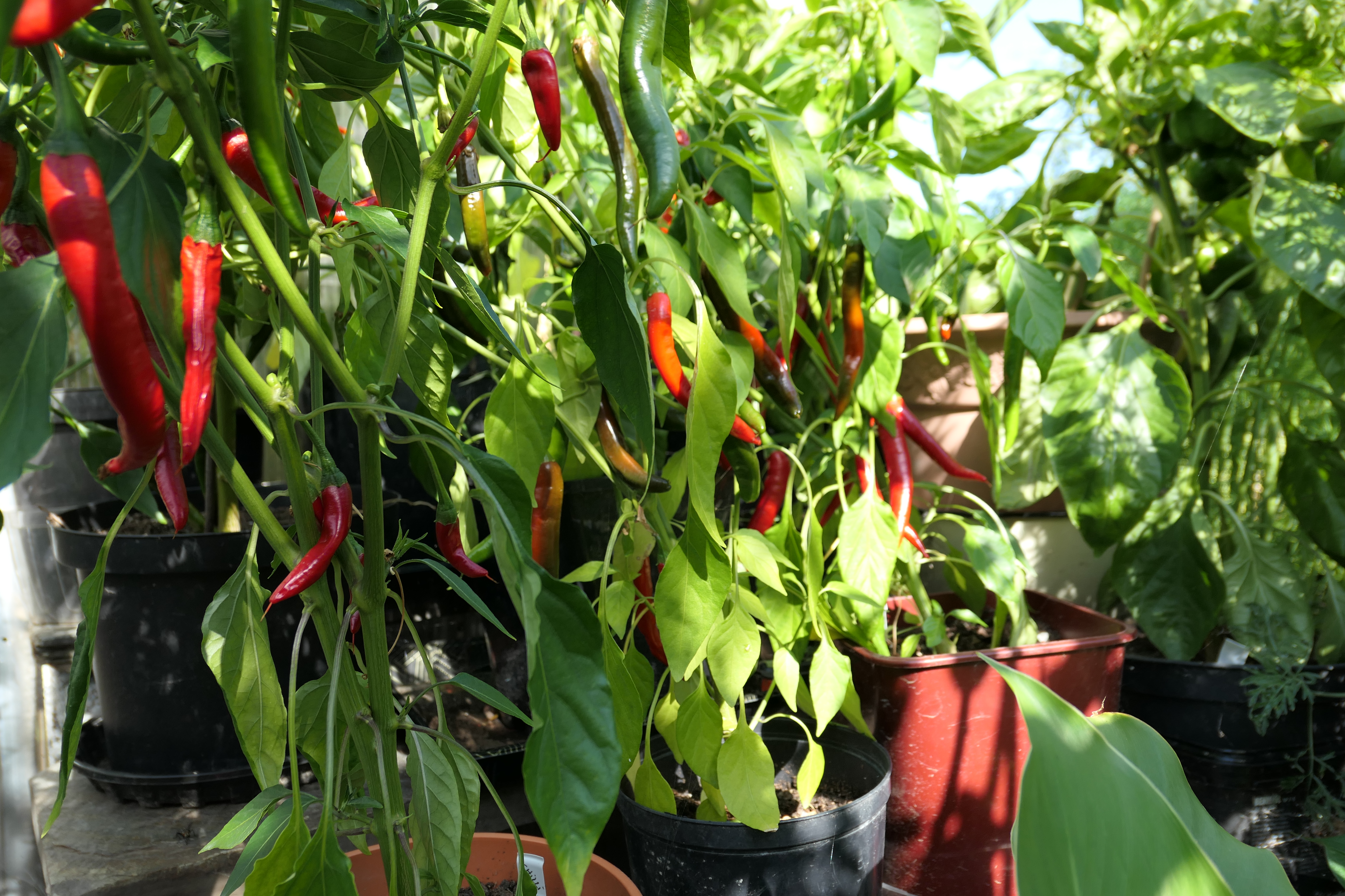 Chiliplantene fikk bokashijord og stortrives. Foto Kari Gjertrud Dølgaard