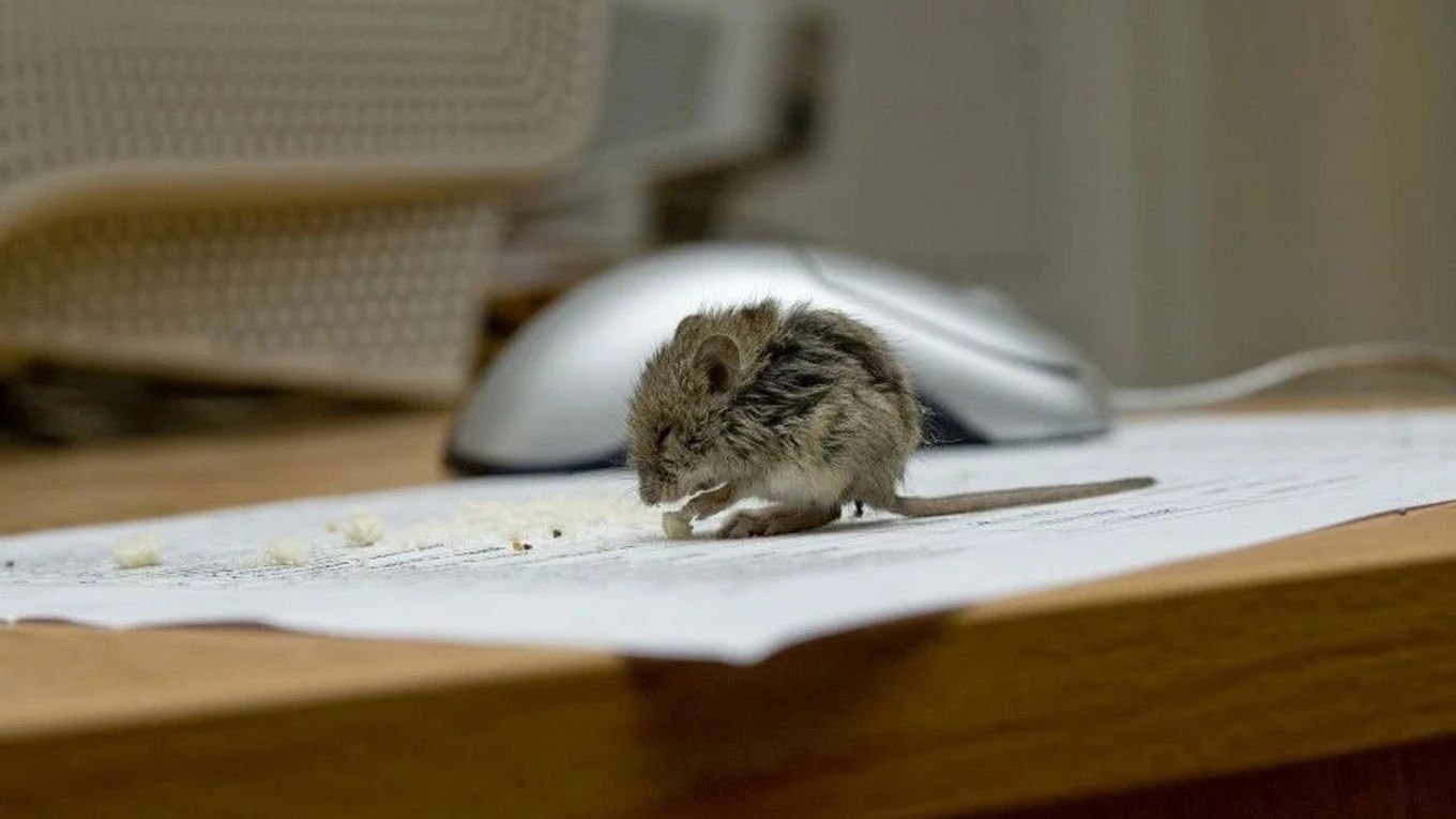 Mus som spiser mat på et bord