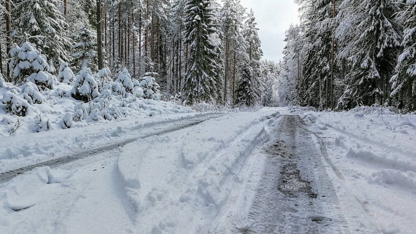 Snødekket vei gjennom skog med hjulspor i snøen og trær tynget av snø langs veikanten