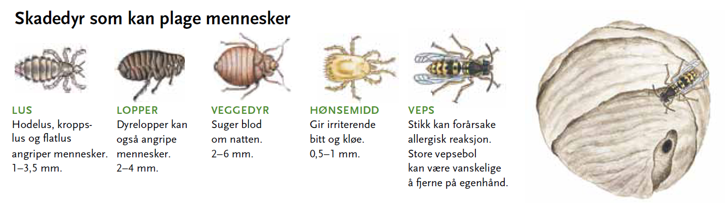Hvilke Gjor Skade Og Hvilke Er Harmlose Huseierne