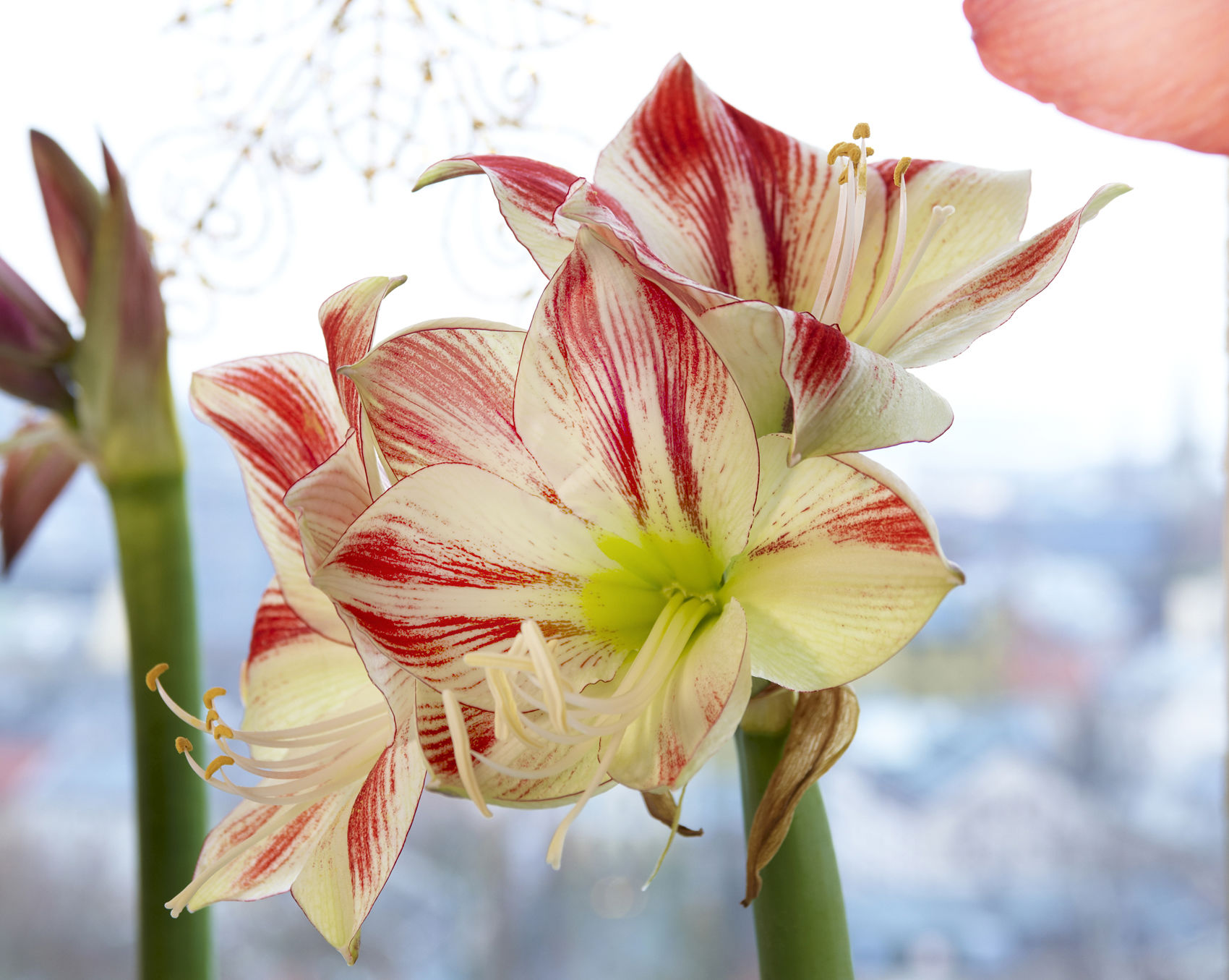 Amaryllis