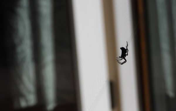 EKLE: Mange synes edderkopper er ekle, og vil helst ikke ha dem inn i huset. Foto: Zdenek Maly / Scanstockphoto.