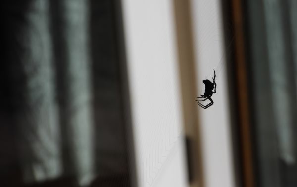 EKLE: Mange synes edderkopper er ekle, og vil helst ikke ha dem inn i huset. Foto: Zdenek Maly / Scanstockphoto.