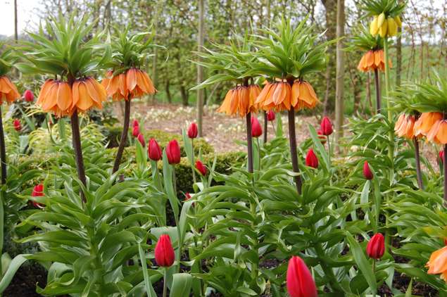 Keiserkrone og tulipaner i skjønne forening. Foto: OBP