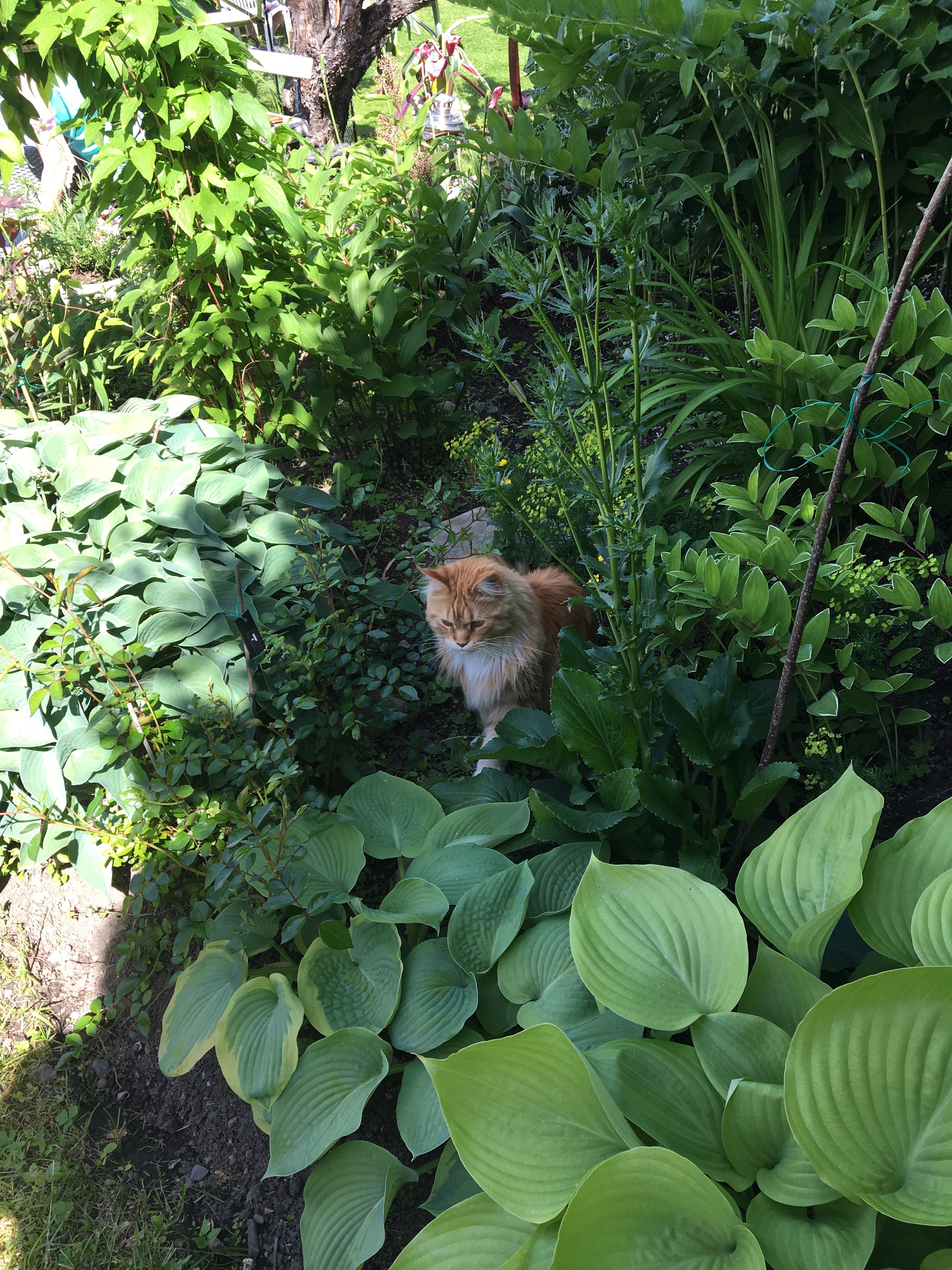Den frodige hagen er katten Selmas paradis. Foto: Kari Gjertrud Dølgaard