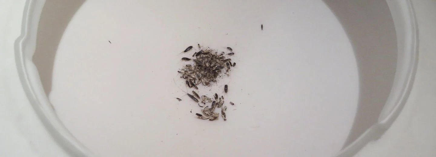 Skjeggkre i en lampekuppel.