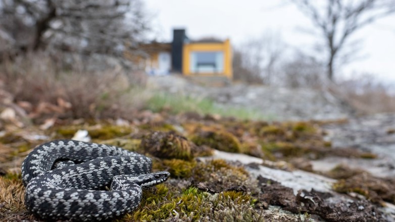 photo Hoggorm Norge hoggorm slangen i paradis huseierne