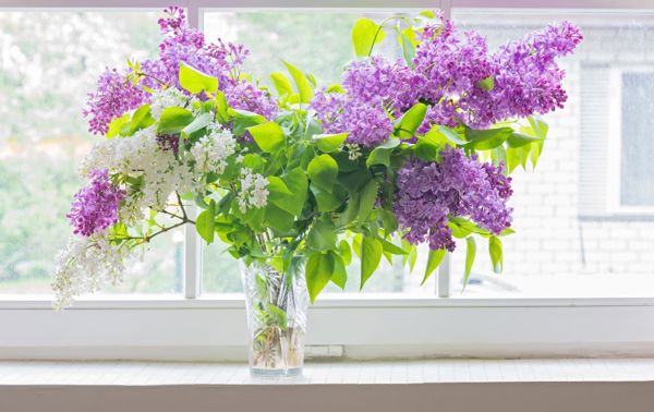 Syriner er en plante som også gjør det flott i vinduskarmen.