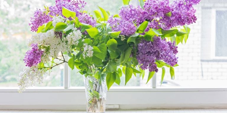 Syriner er en plante som også gjør det flott i vinduskarmen.