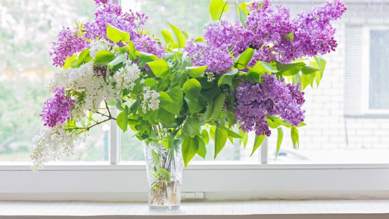 Syriner er en plante som også gjør det flott i vinduskarmen. 
