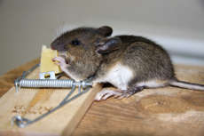 At mus liker ost, er egentlig en myte, men denne musa forsynte seg Foto: Kari Gjertrud Dølgaard