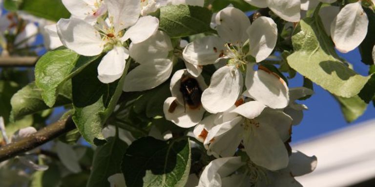 Humla sanker nektar i epletreet. Foto: Kari Gjertrud Dølgaard