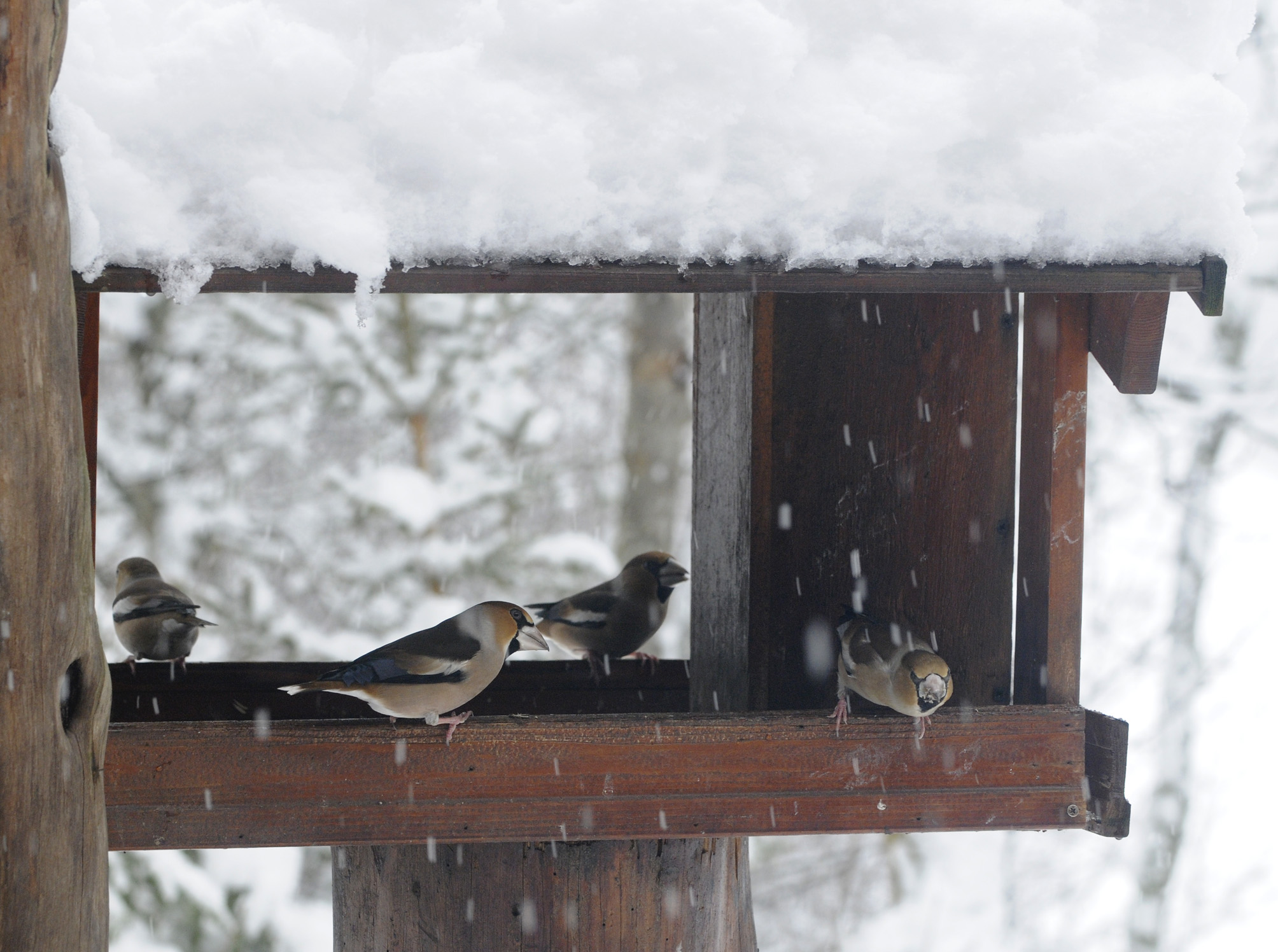 Fôringsbrett bør ha tak over for å beskytte maten mot regn og snø. Åpningene på sidene må være så store, som her, at fuglene har god utsikt og kan oppdage eventuelle fiender. Fuglene på brettet er kjernebitere.