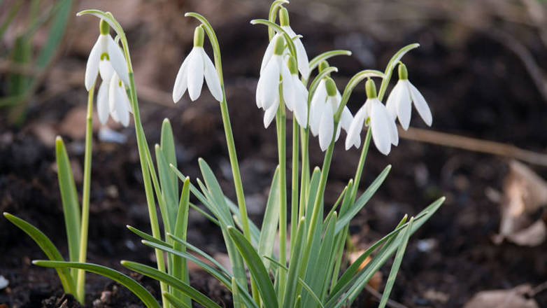 SNØKLOKKER: Er vanskelige å få til. Vil du være sikker, sats på tulipaner og krokus. Foto: Anne Havåg Holter-Hovind.