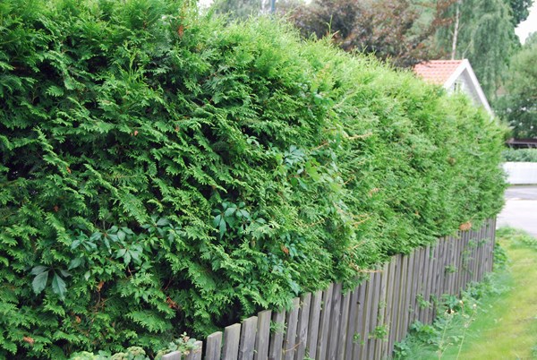 HØYREIST: Mange liker at hekken hindrer innsyn, men husk at man i mange tilfeller også har regler å forholde seg til med tanke på hekkens høyde. Foto: Opplysningskontoret for blomster og planter.