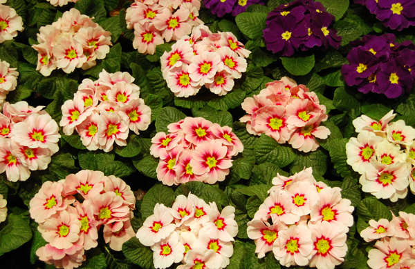 Primula