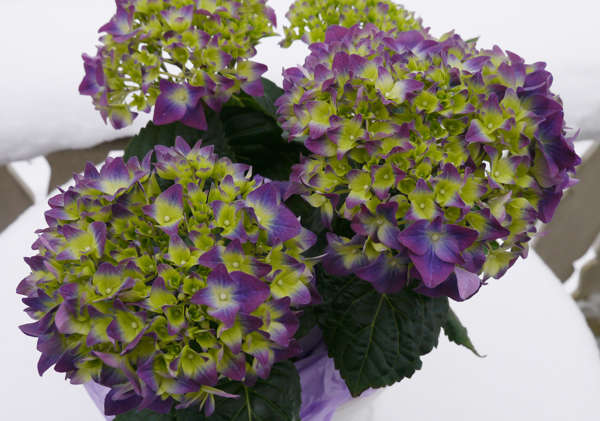 Stuehortensia