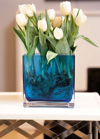 Tulipaner