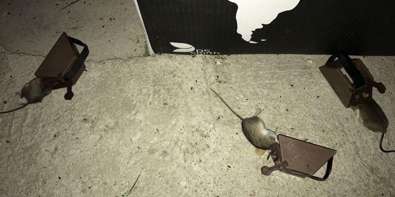 STORE ØDELEGGELSER: På en uke har musene spist seg gjennom alt som er i kjelleren. 150 mus har huseieren fanget så langt. Foto: Privat.
