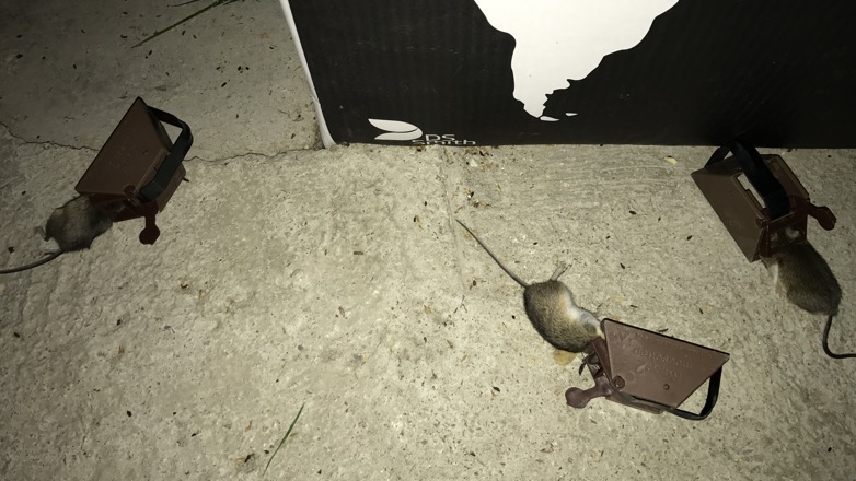 STORE ØDELEGGELSER: På en uke har musene spist seg gjennom alt som er i kjelleren. 150 mus har huseieren fanget så langt. Foto: Privat. 