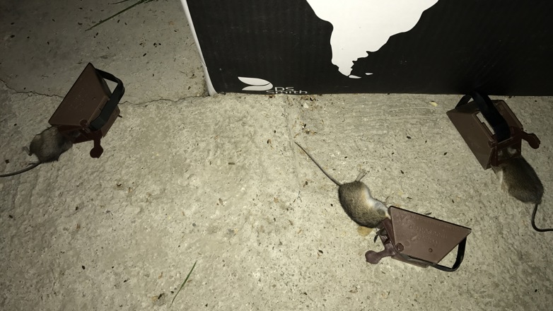 STORE ØDELEGGELSER: På en uke har musene spist seg gjennom alt som er i kjelleren. 150 mus har huseieren fanget så langt. Foto: Privat.