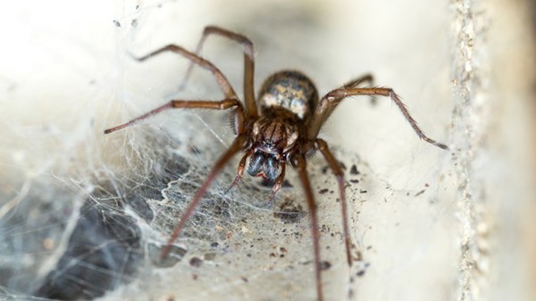EKLE: Mange synes edderkopper er ekle, og vil helst ikke ha dem inn i huset. Foto: Zdenek Maly / Scanstockphoto. 